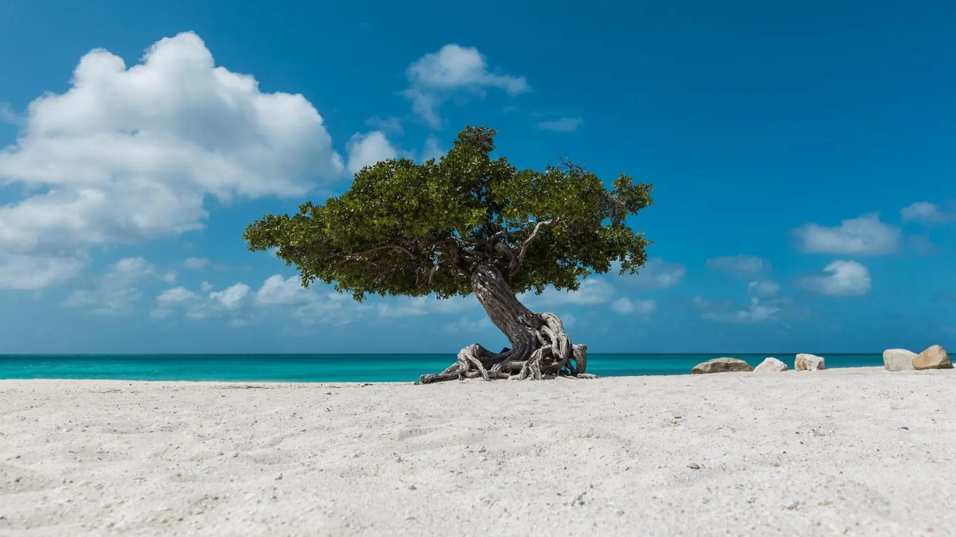 Arubas Life 307 Lejlighed Noord Aruba